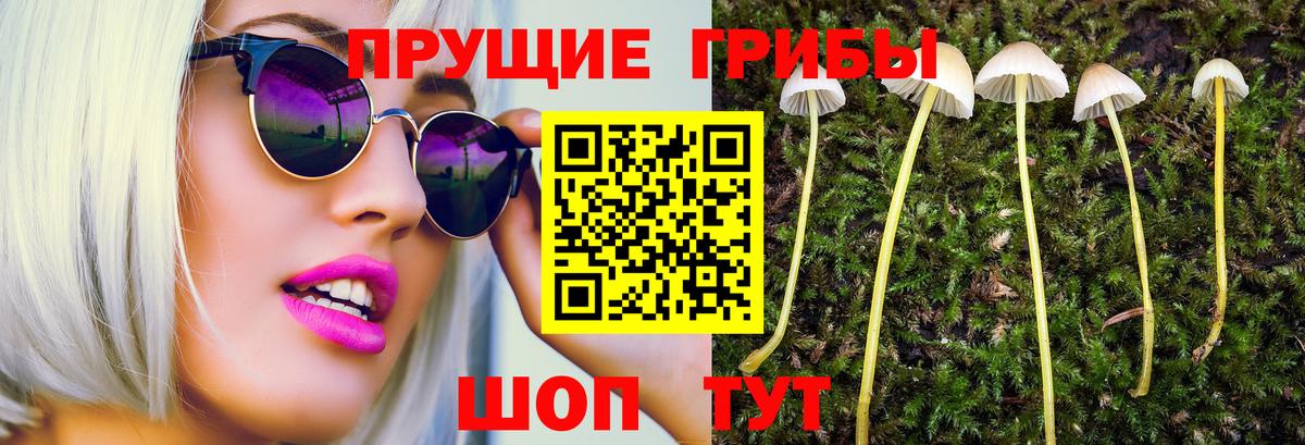 Галлюциногенные грибы MAGIC MUSHROOMS  как найти закладки  Новороссийск  Вход с VPN  Псилоцибиновые грибы Psilocybe 